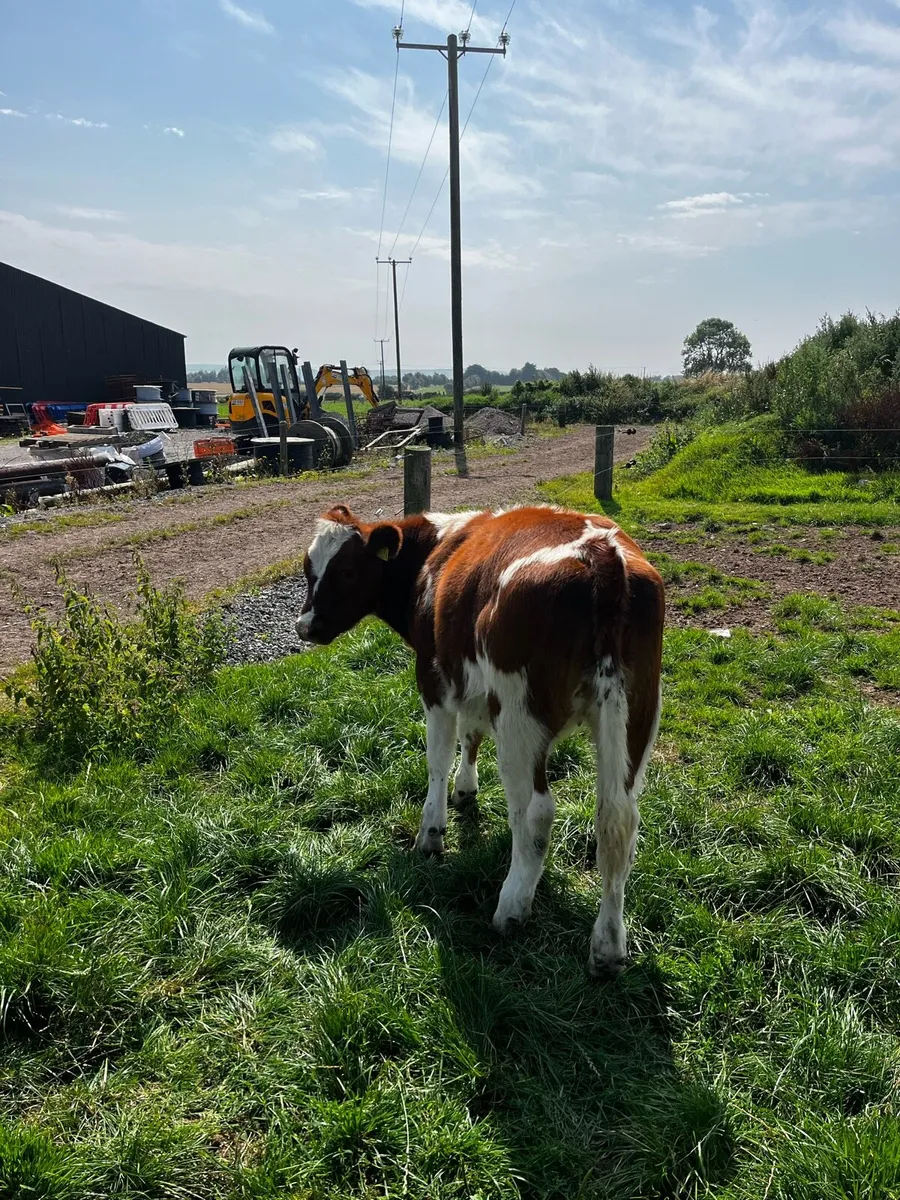 Roan Belgian Blue heifer - Image 2