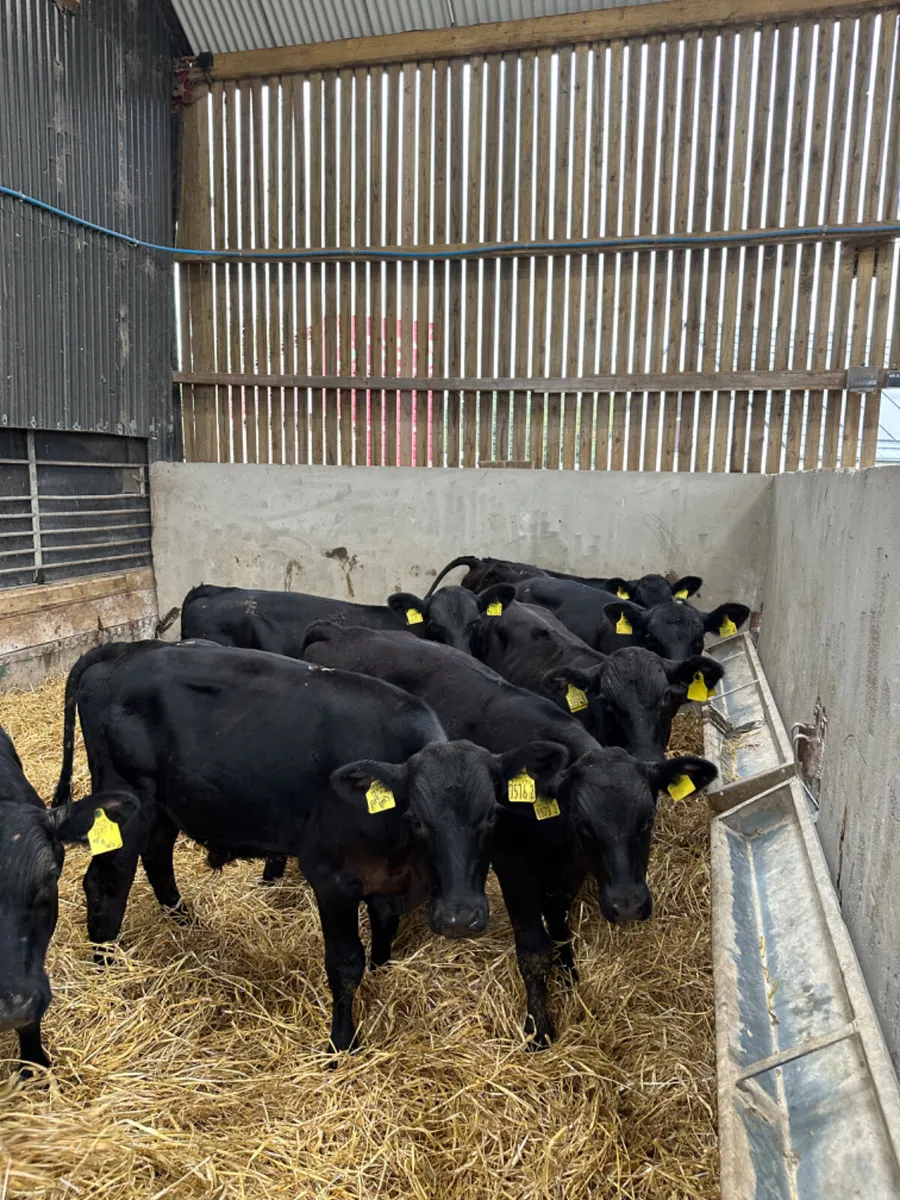 Angus bulls - Image 4