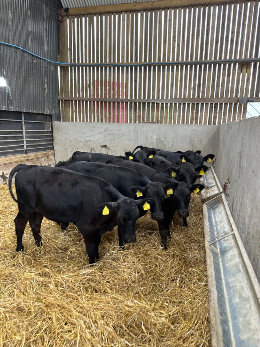 Angus bulls - Image 2