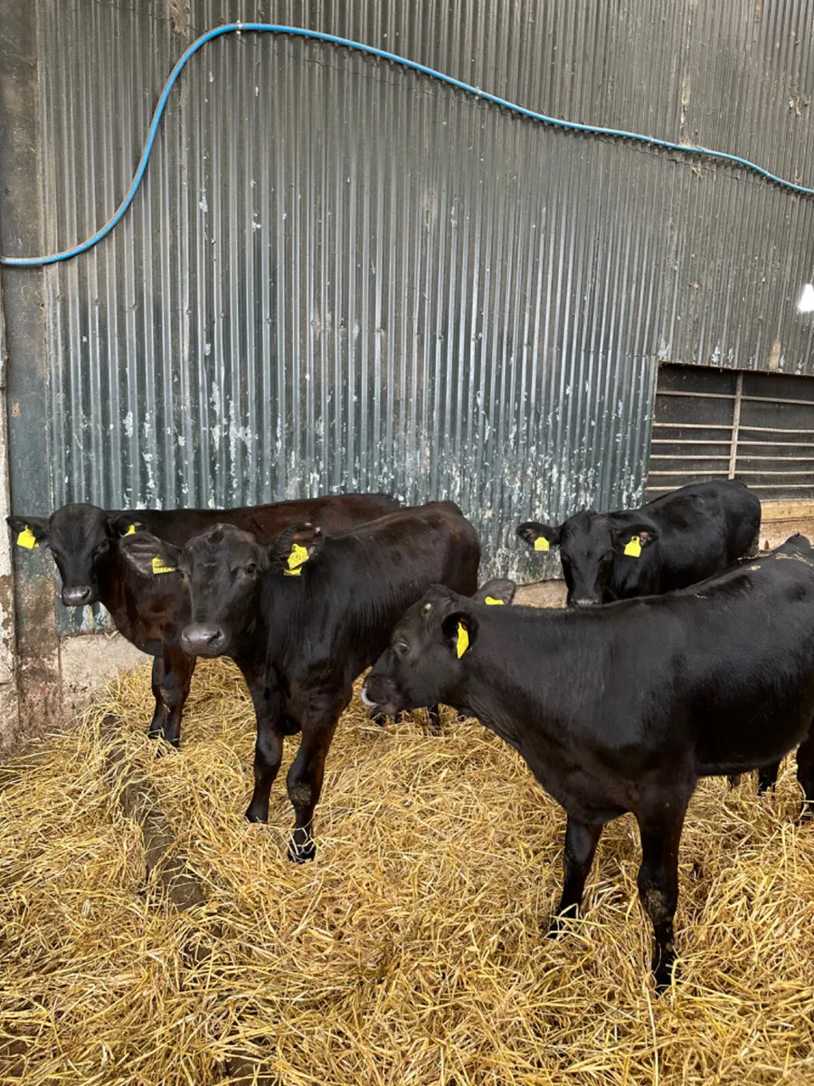 Angus bulls - Image 3