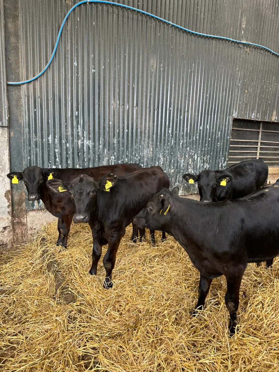 Angus bulls - Image 1