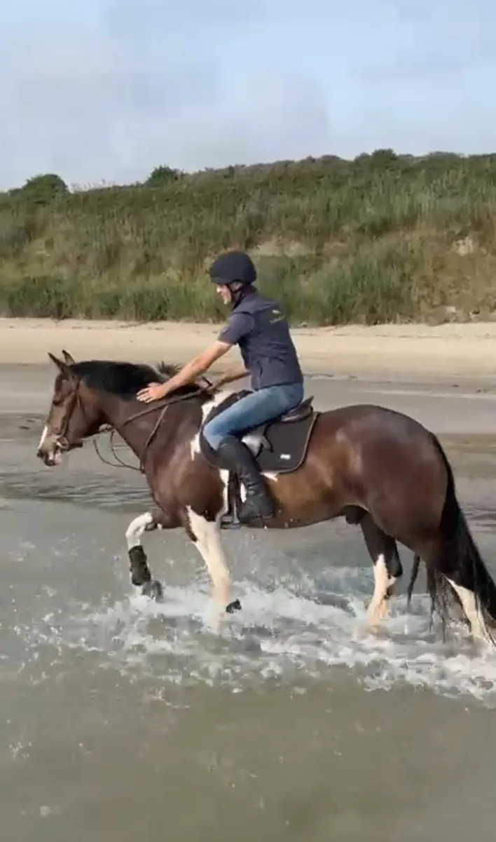 16hh , 4yr old Coloured Gelding - Image 1