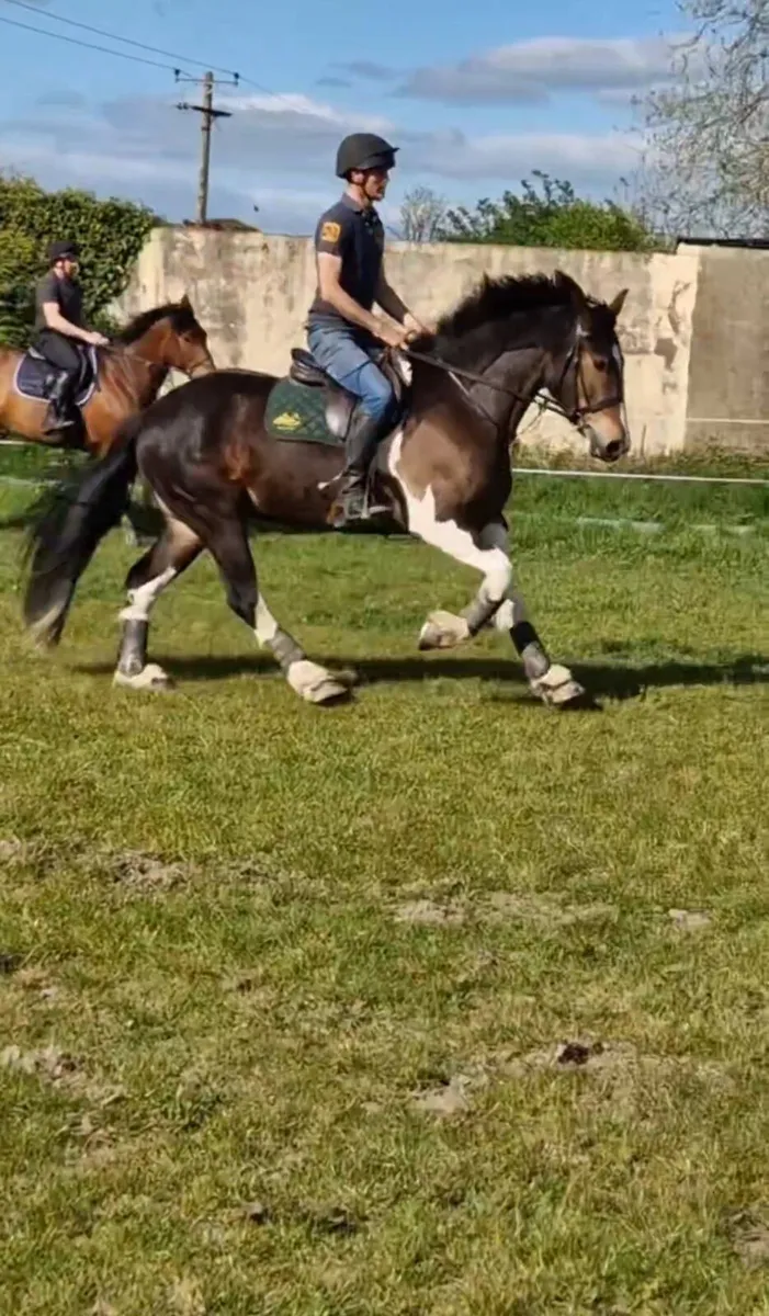 16hh , 4yr old Coloured Gelding - Image 2