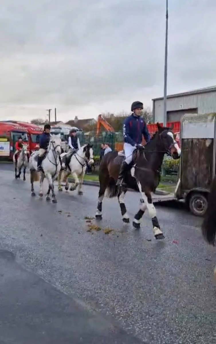 16hh , 4yr old Coloured Gelding - Image 3