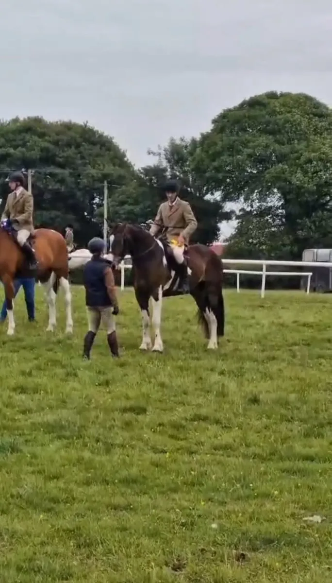 16hh , 4yr old Coloured Gelding - Image 4
