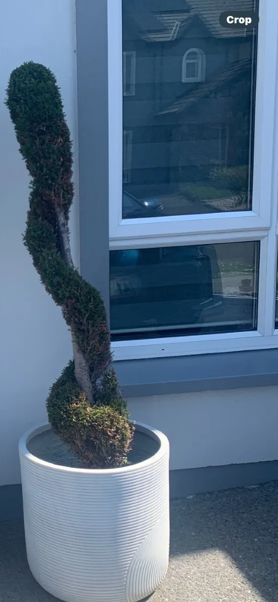 Spiral thuja - Image 2