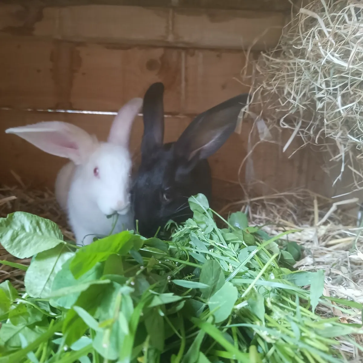 New Zealand rabbits - Image 2