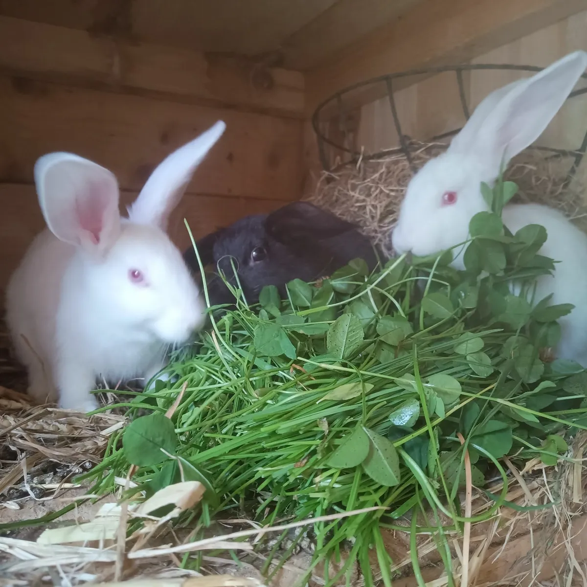 New Zealand rabbits - Image 3
