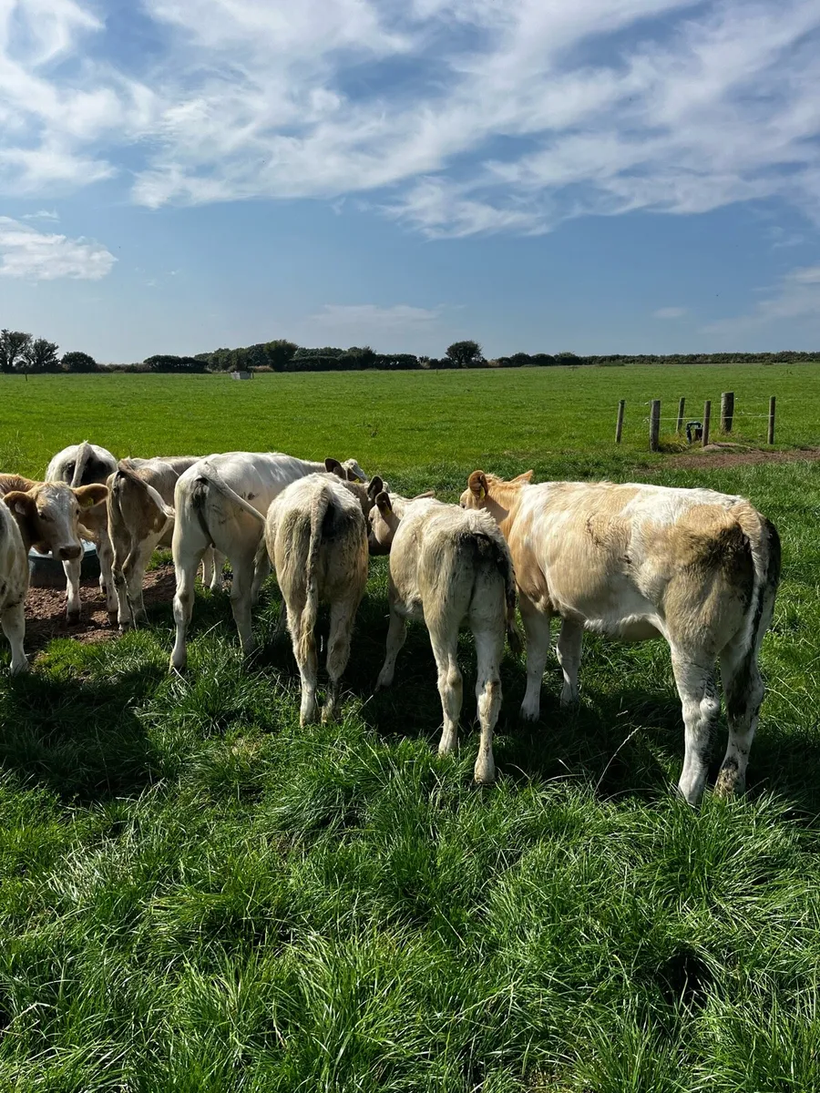Charlaois Calves - Image 1