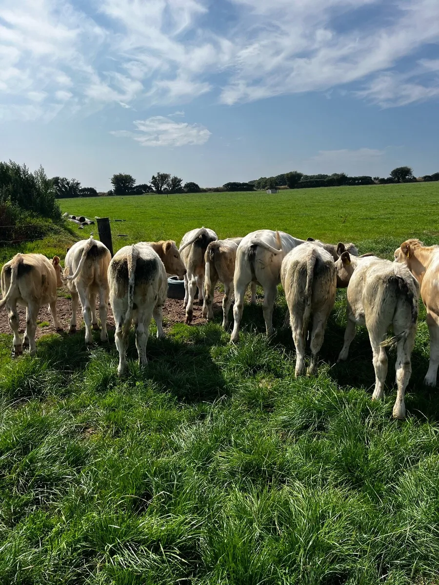 Charlaois Calves - Image 2
