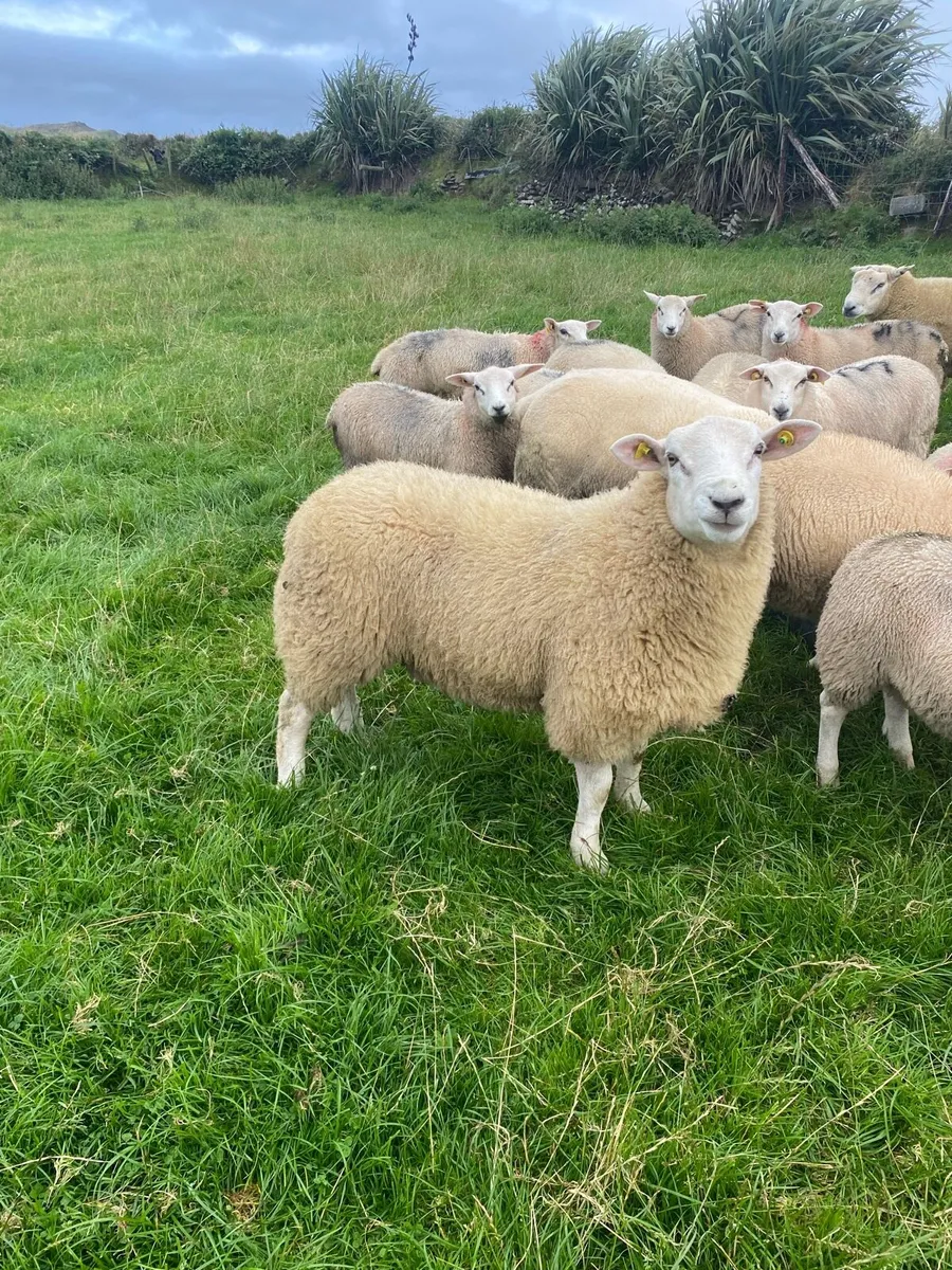 PB Belclare rams sis - Image 1