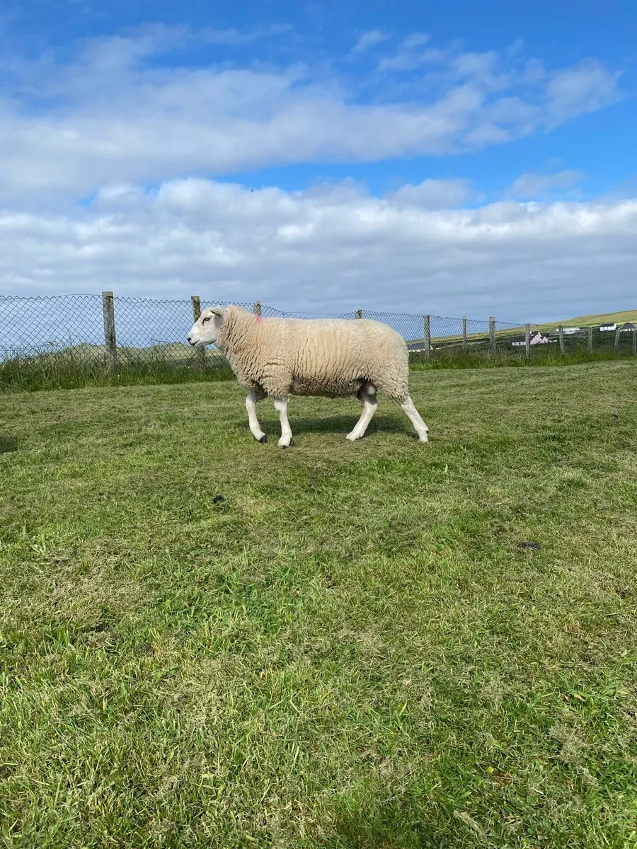 PB Belclare rams sis - Image 2