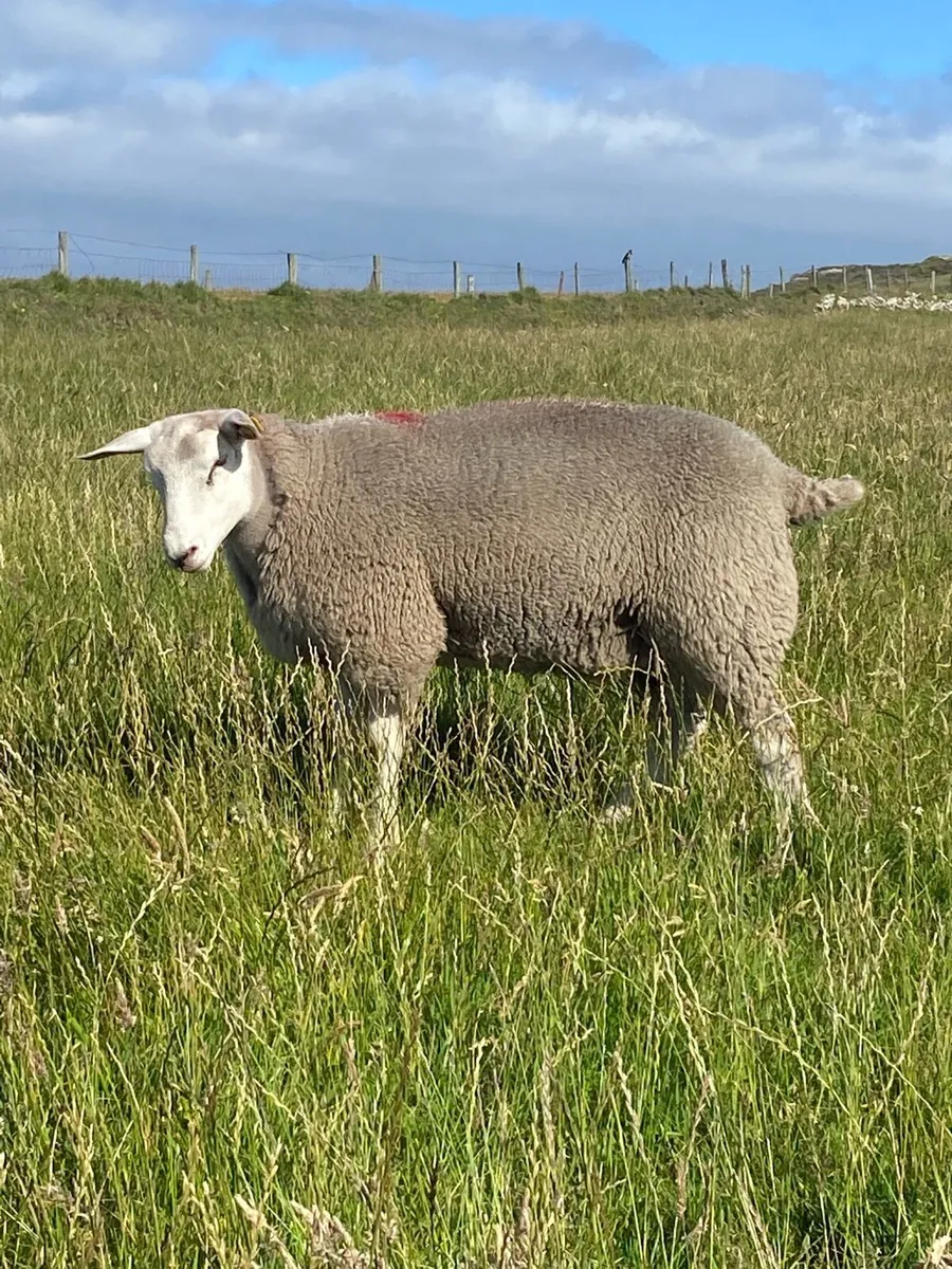 PB Belclare rams sis - Image 4