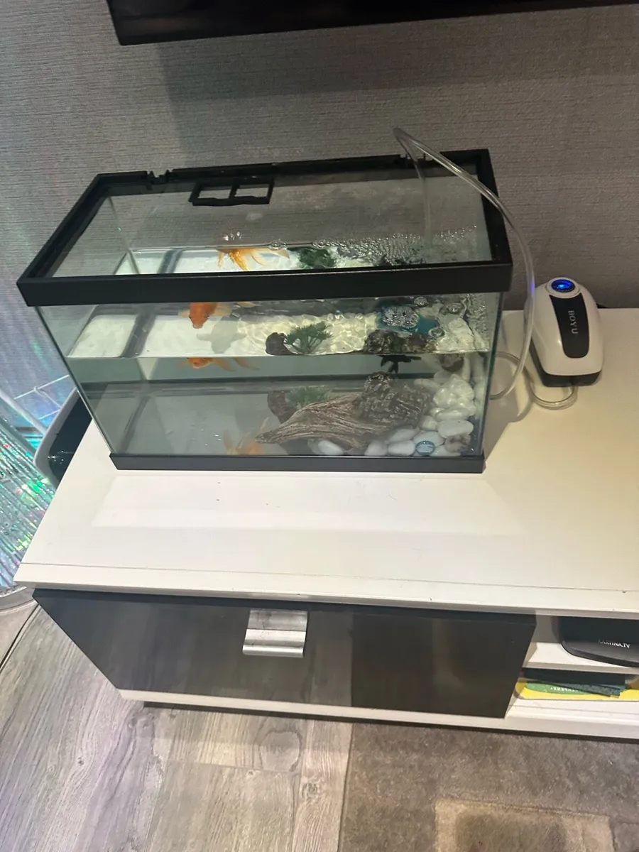 Fish and fish tank - Image 1