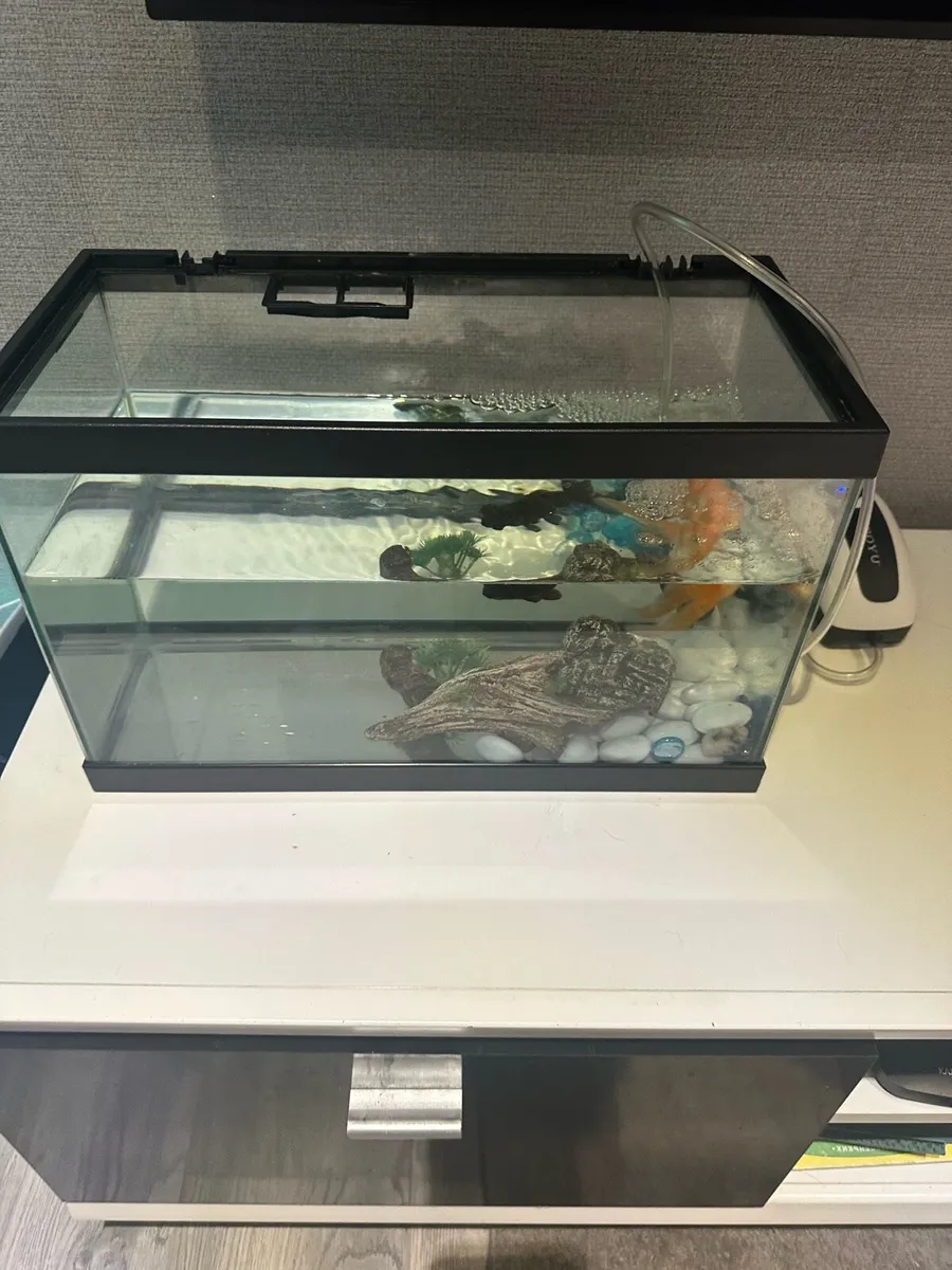 Fish and fish tank - Image 3