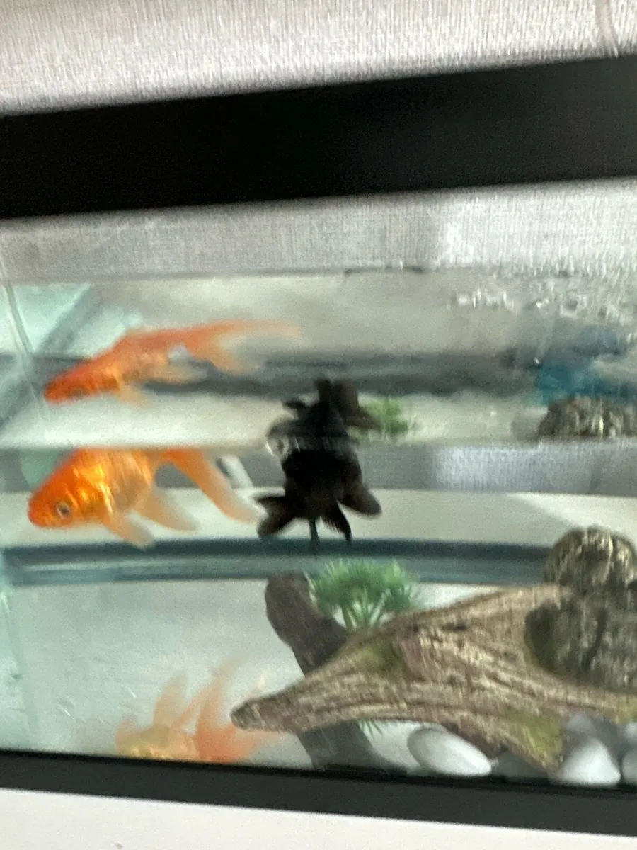 Fish and fish tank - Image 4