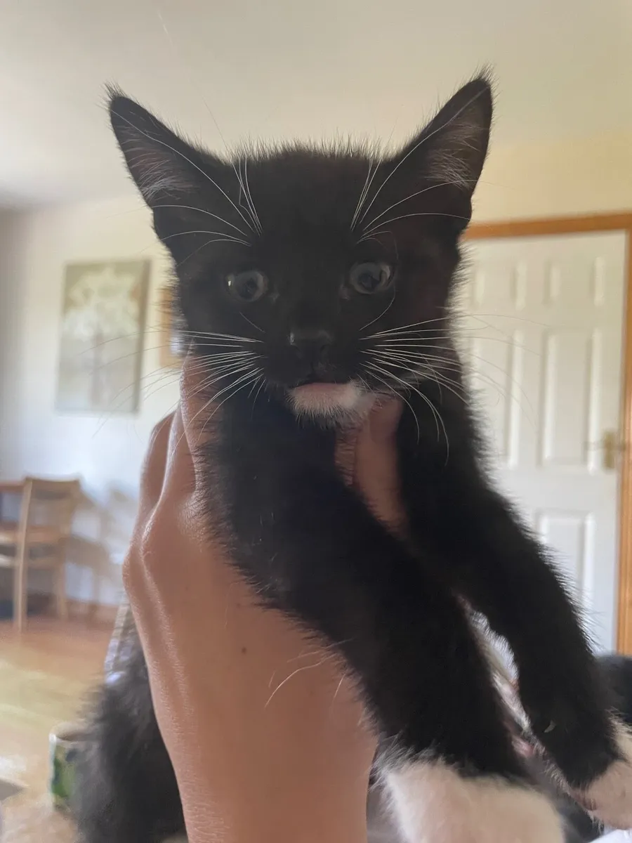 Kittens - Image 3
