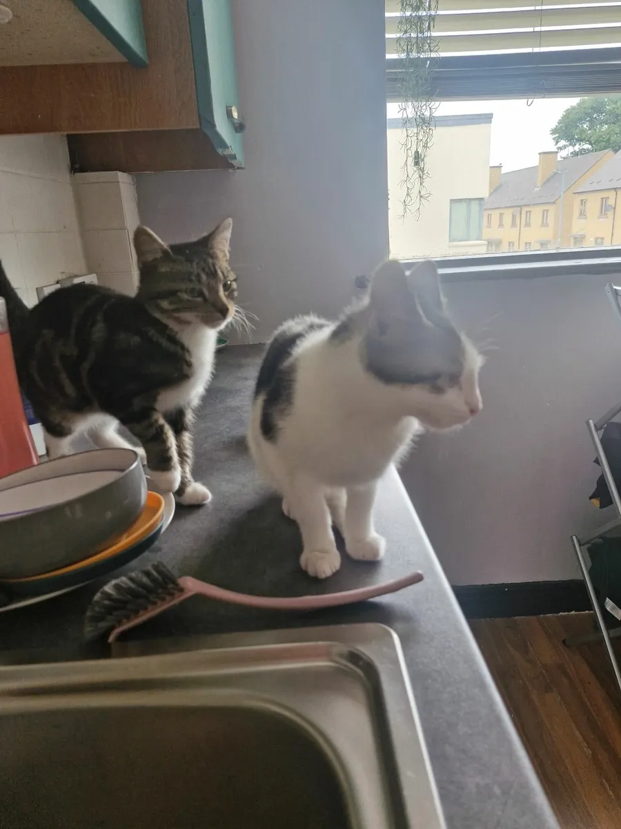 Kittens - Image 1