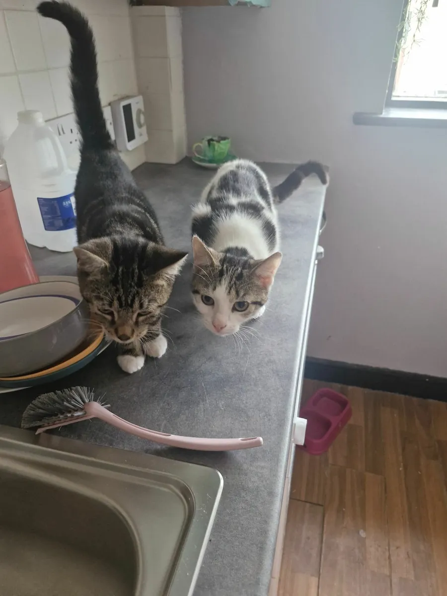Kittens - Image 2