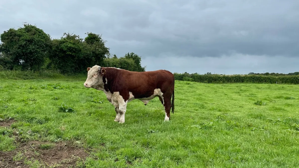 Hereford bulls - Image 1