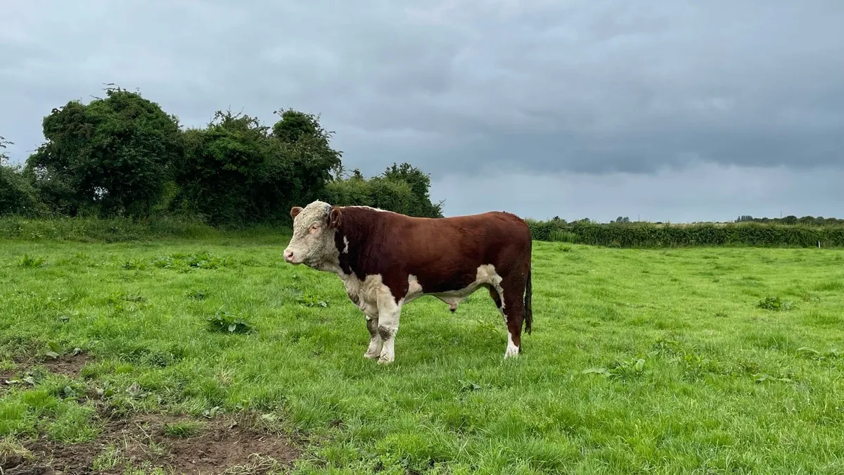 Hereford bulls - Image 2