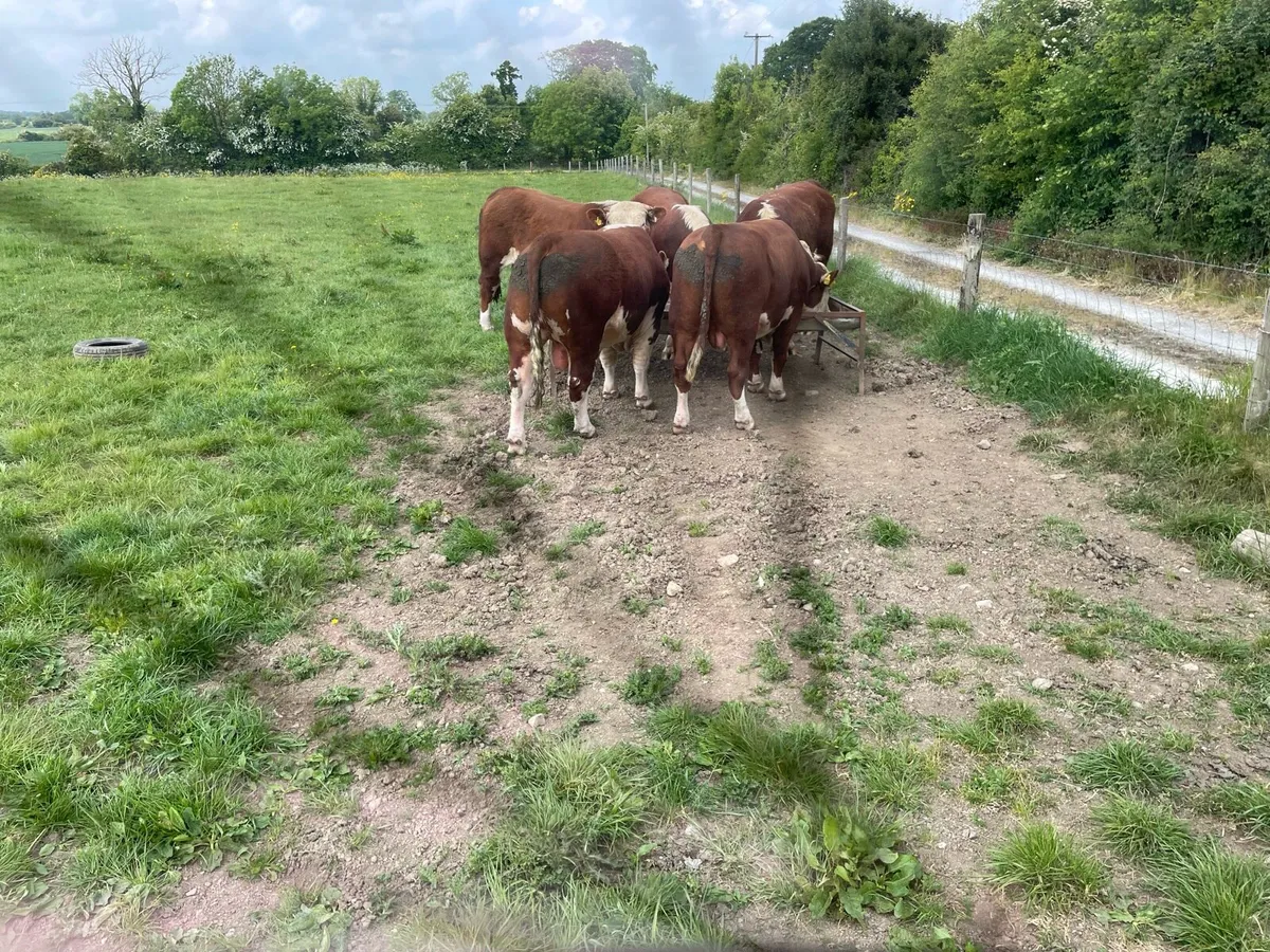 Hereford bulls - Image 3