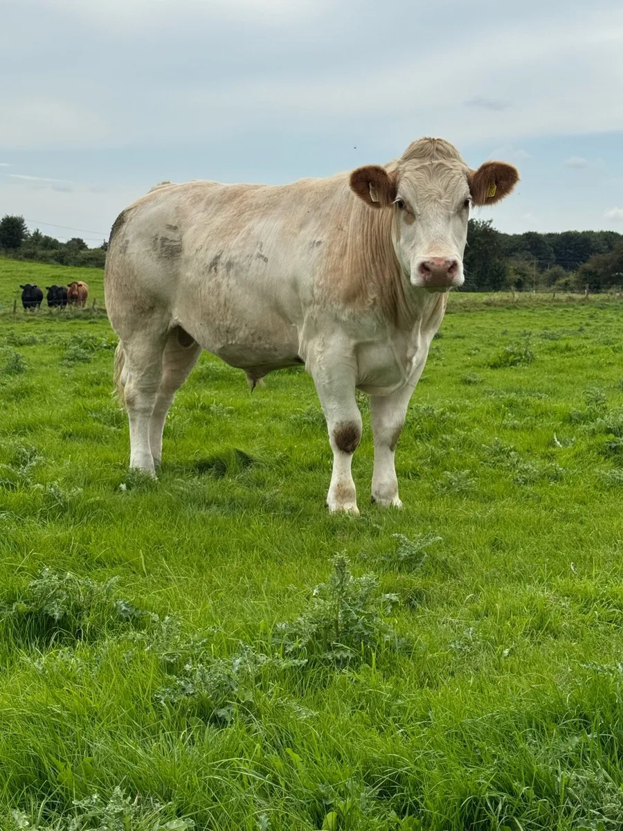 8 Top quality store cattle 650KG + - Image 1