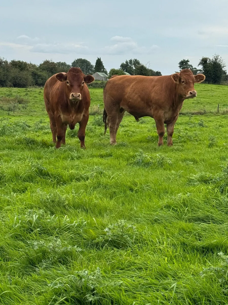 8 Top quality store cattle 650KG + - Image 2