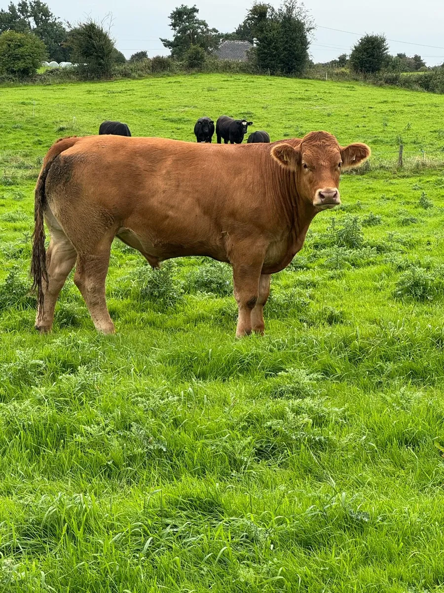 8 Top quality store cattle 650KG + - Image 3