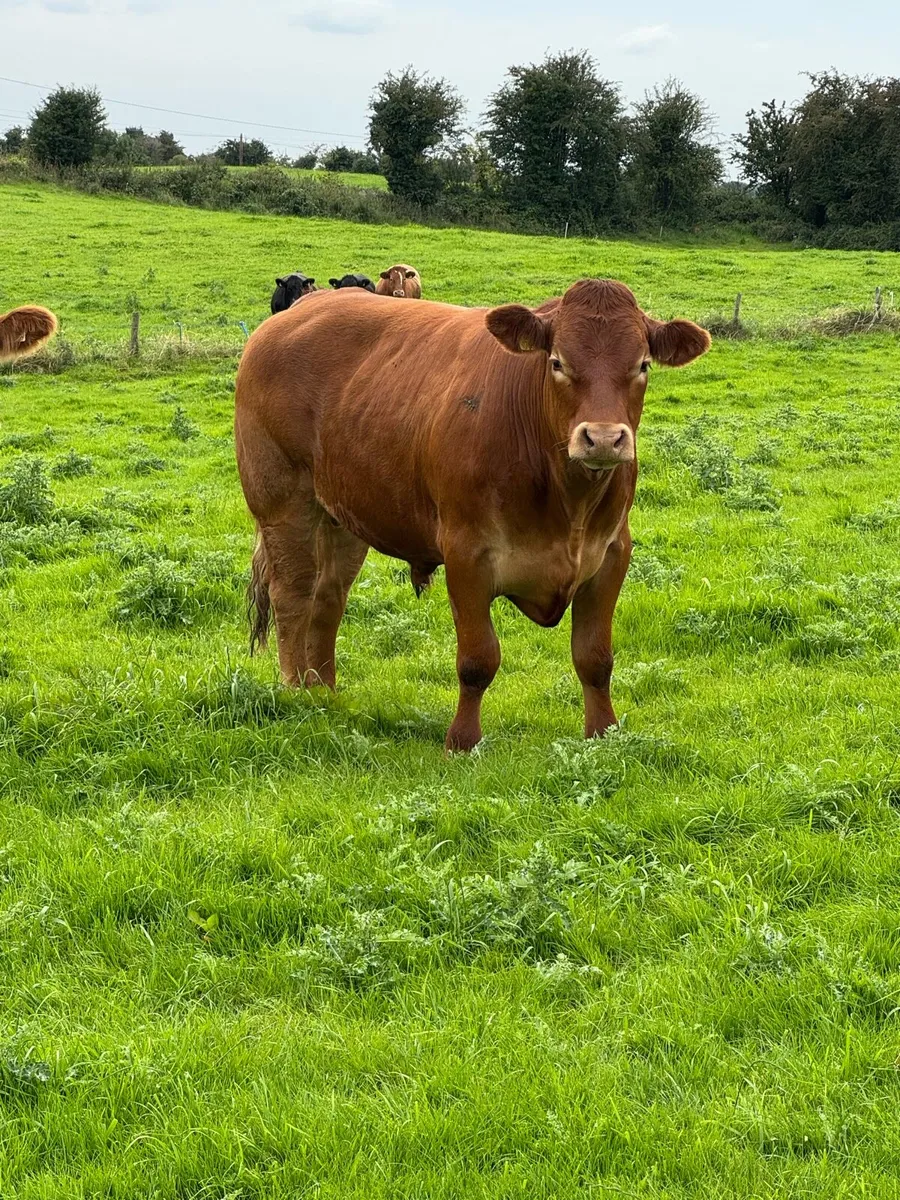 8 Top quality store cattle 650KG + - Image 4