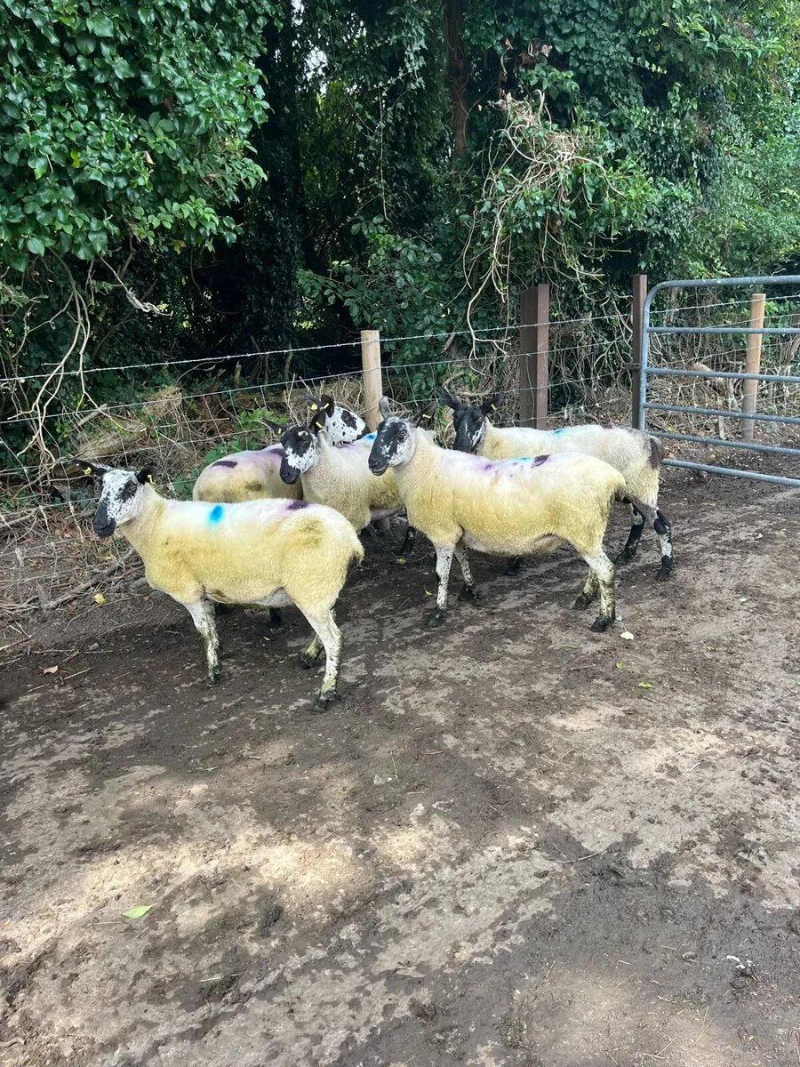 🤩8 smashing breeding ewes 🤩 - Image 1