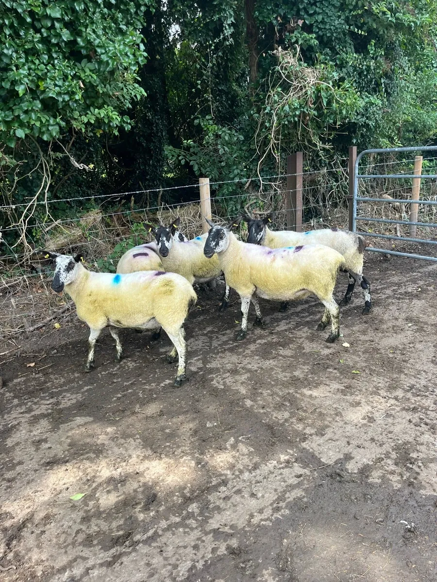 🤩8 smashing breeding ewes 🤩 - Image 2