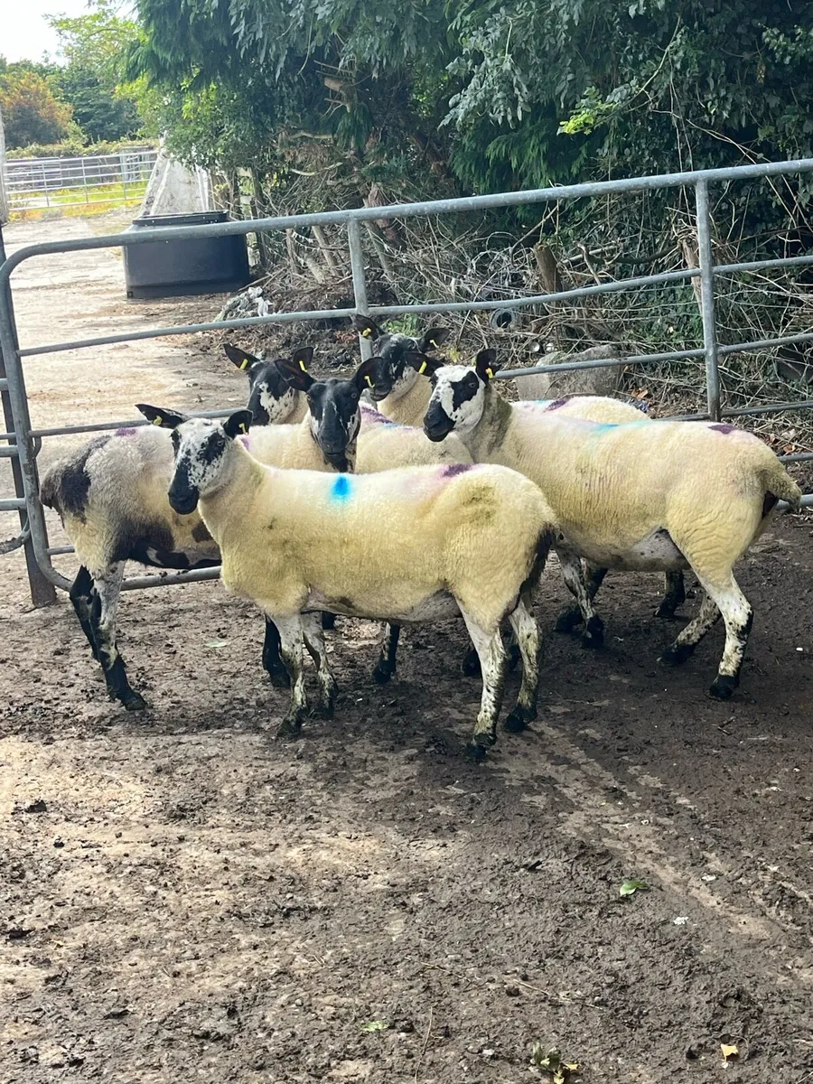 🤩8 smashing breeding ewes 🤩 - Image 3