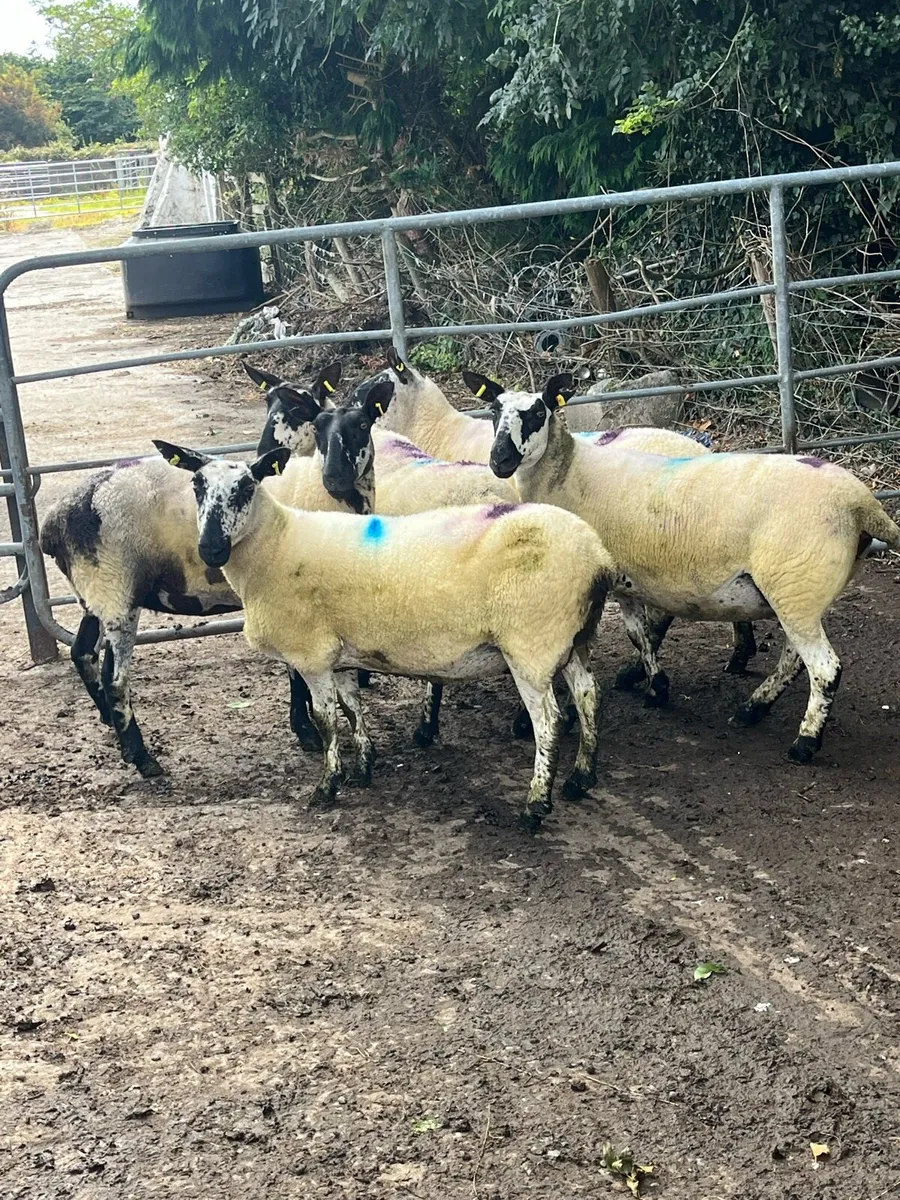 🤩8 smashing breeding ewes 🤩 - Image 4