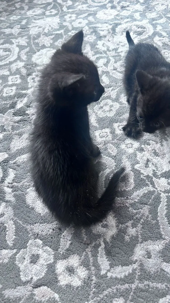 Kittens free to good home - Image 2
