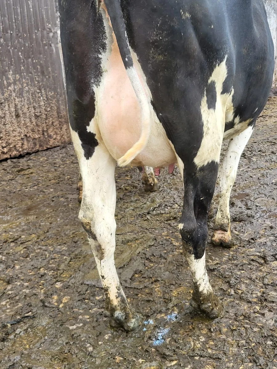 Dairy Stock - Image 1