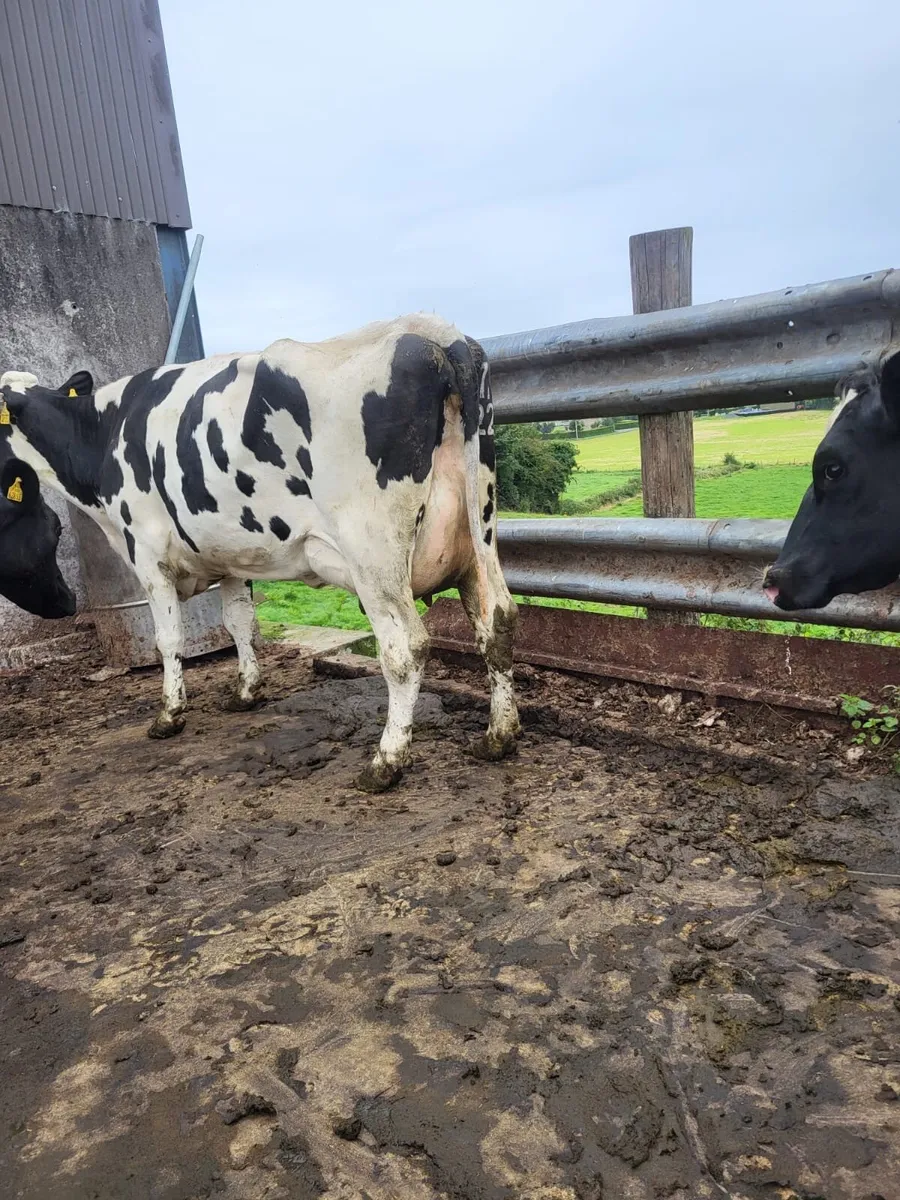 Dairy Stock - Image 2