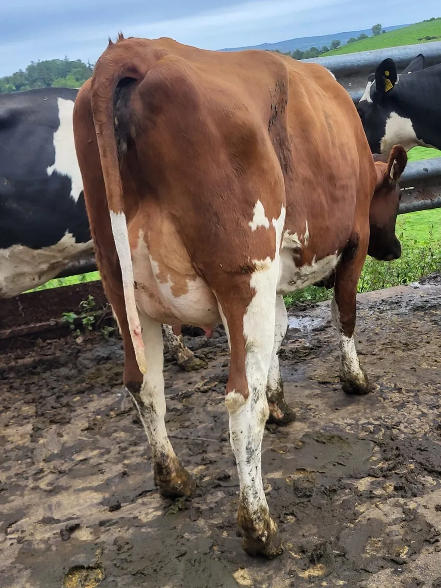 Dairy Stock - Image 3