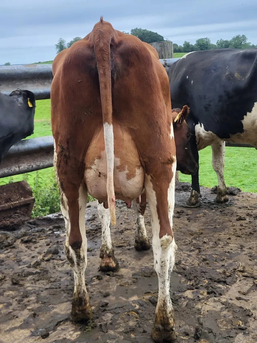Dairy Stock - Image 4