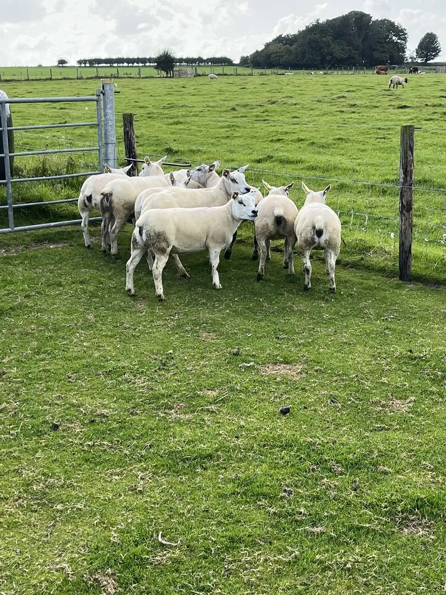 💥10 pedigree texel ewe hoggets 💥 - Image 1