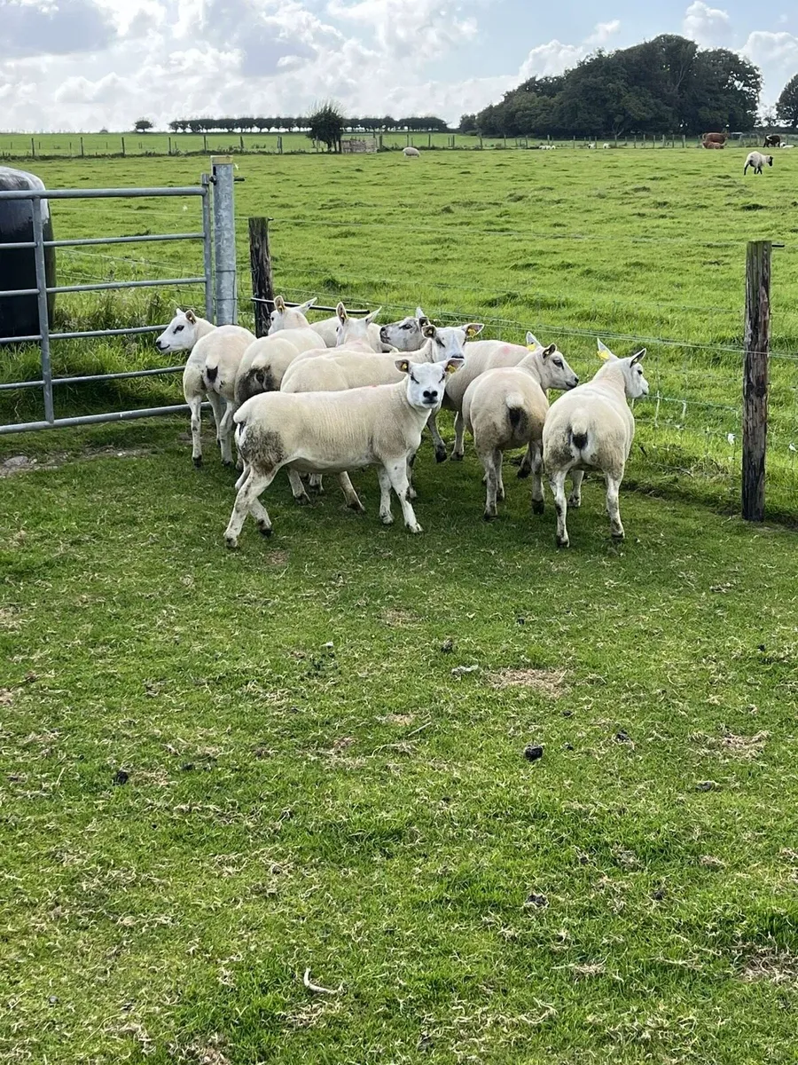 💥10 pedigree texel ewe hoggets 💥 - Image 2