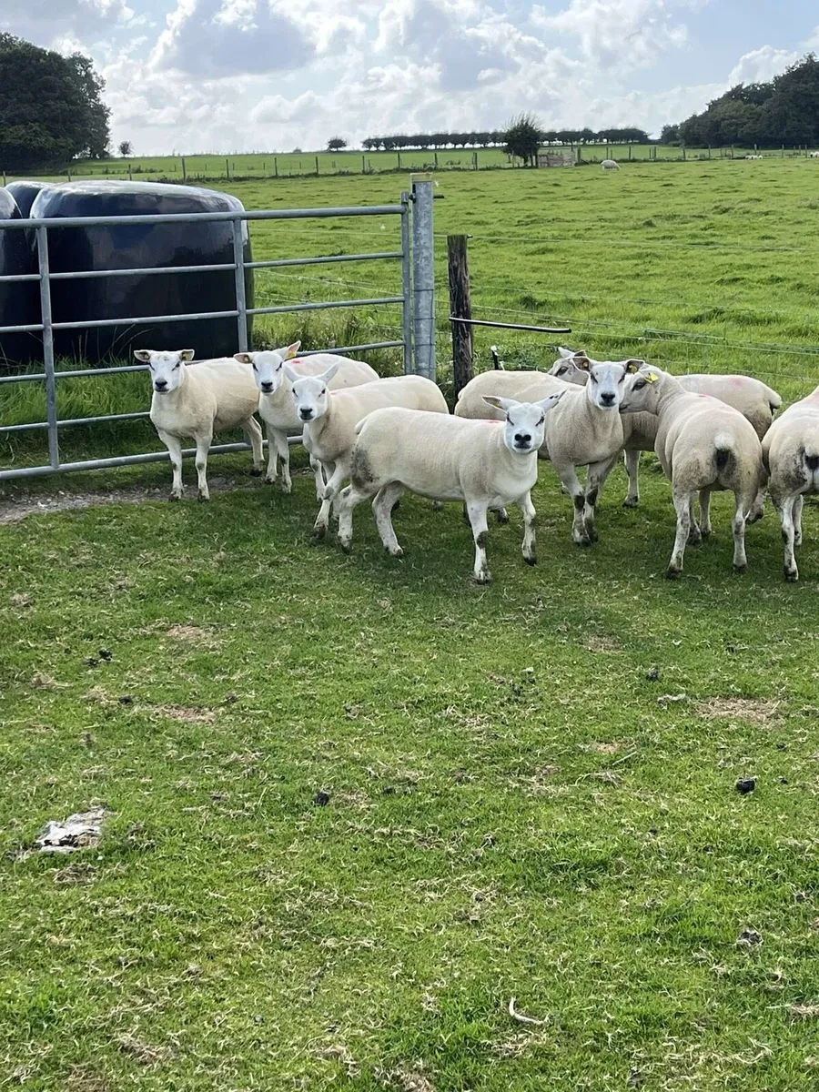💥10 pedigree texel ewe hoggets 💥 - Image 3