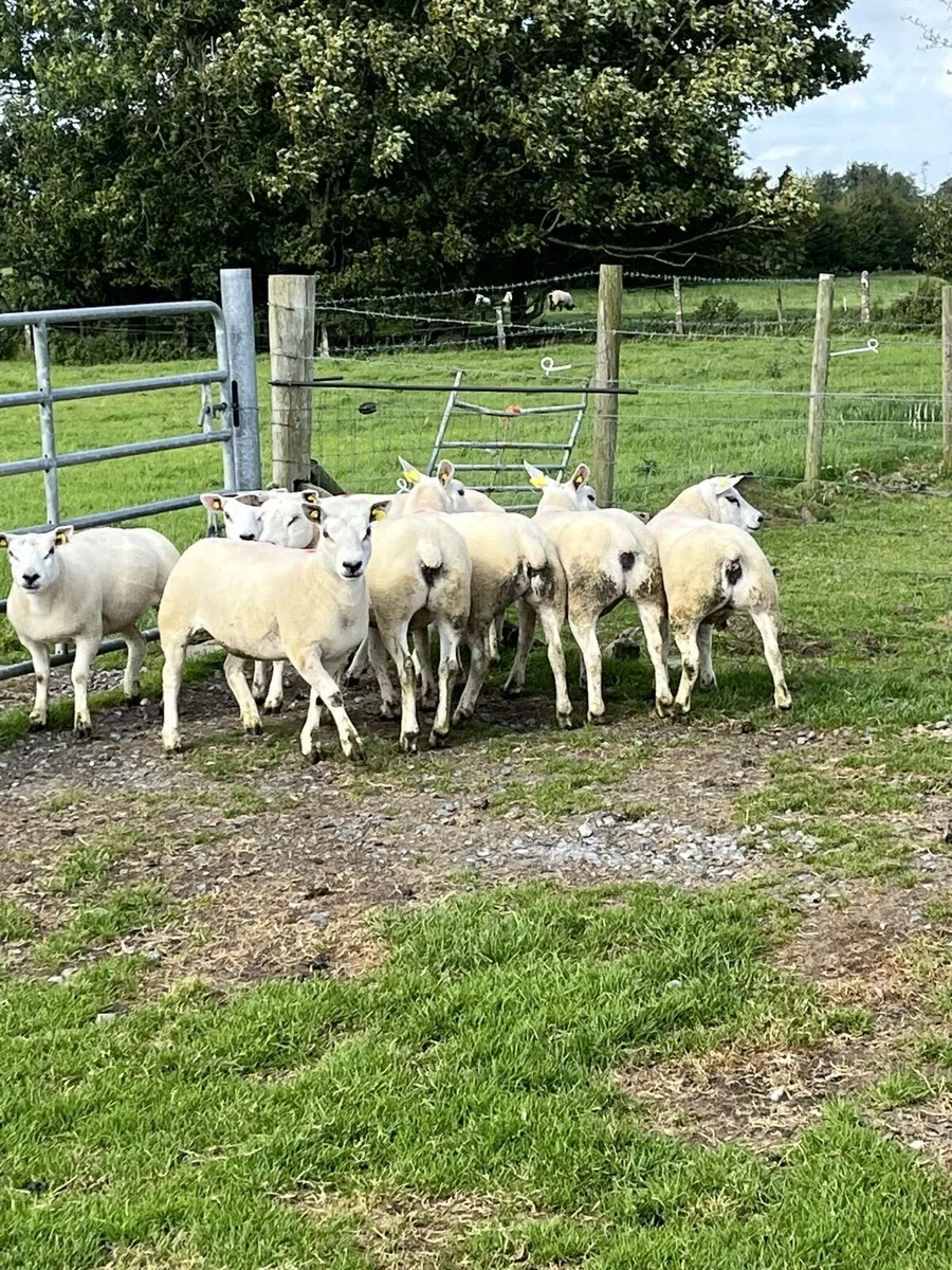 💥10 pedigree texel ewe hoggets 💥 - Image 4