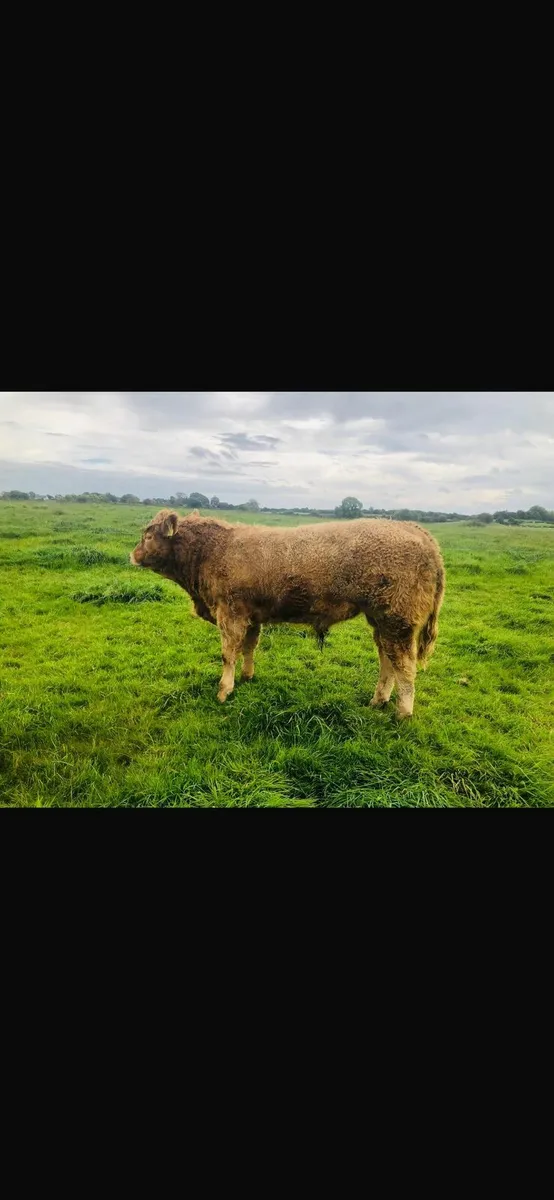 SPECIAL CONTINENTAL AUTUMN WEANLING SALE - Image 1