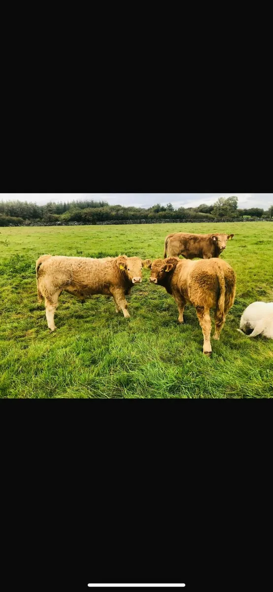 SPECIAL CONTINENTAL AUTUMN WEANLING SALE - Image 2