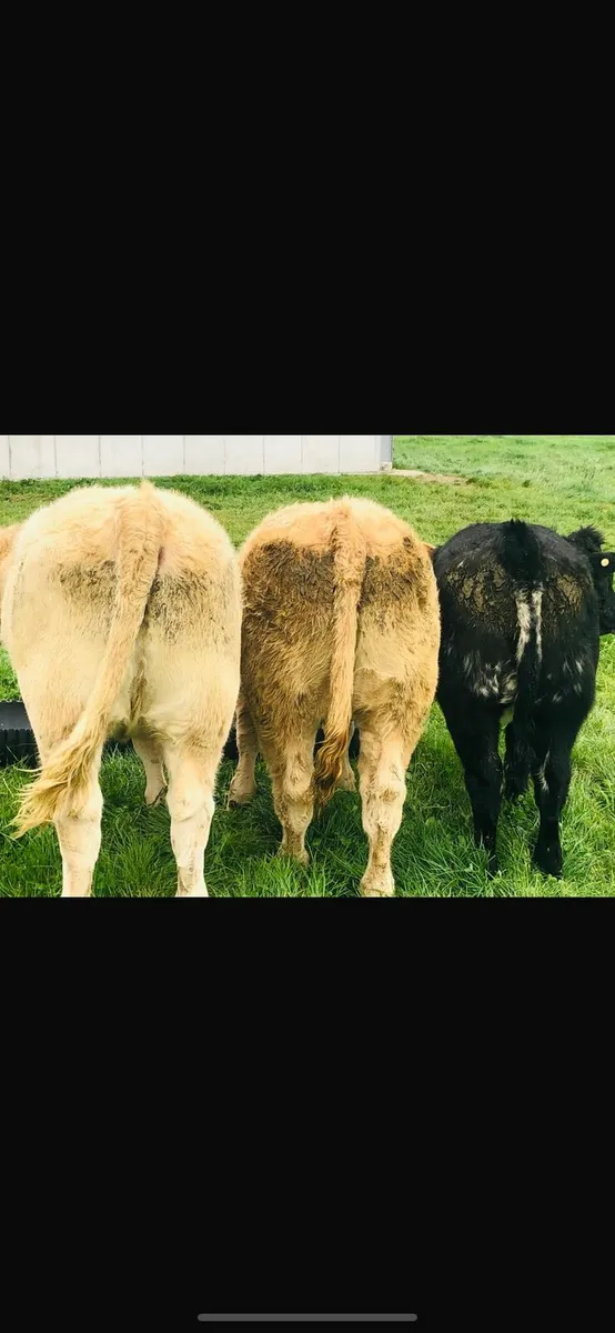 SPECIAL CONTINENTAL AUTUMN WEANLING SALE - Image 3