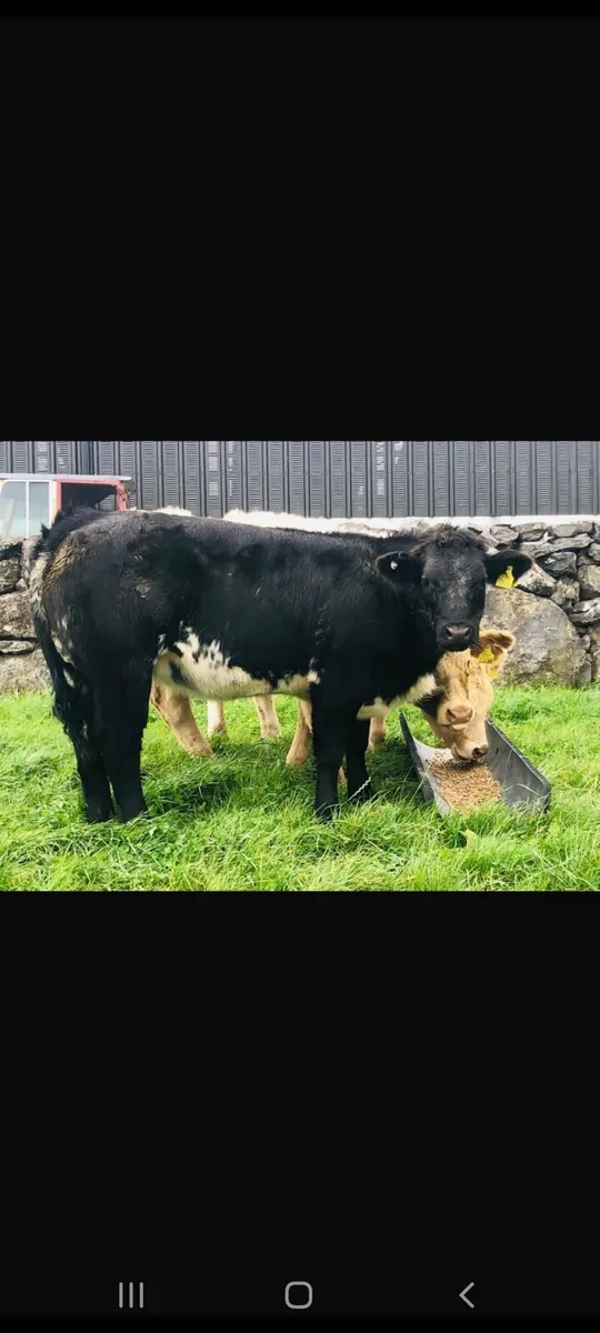 SPECIAL CONTINENTAL AUTUMN WEANLING SALE - Image 4