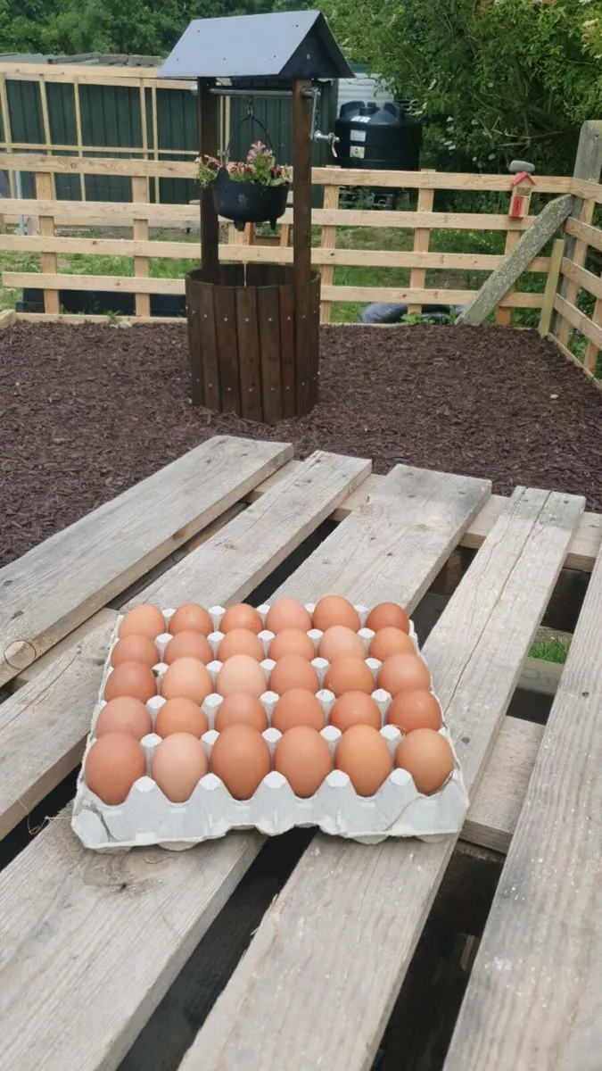 Pol hens ready to start  laying 🐣 - Image 4