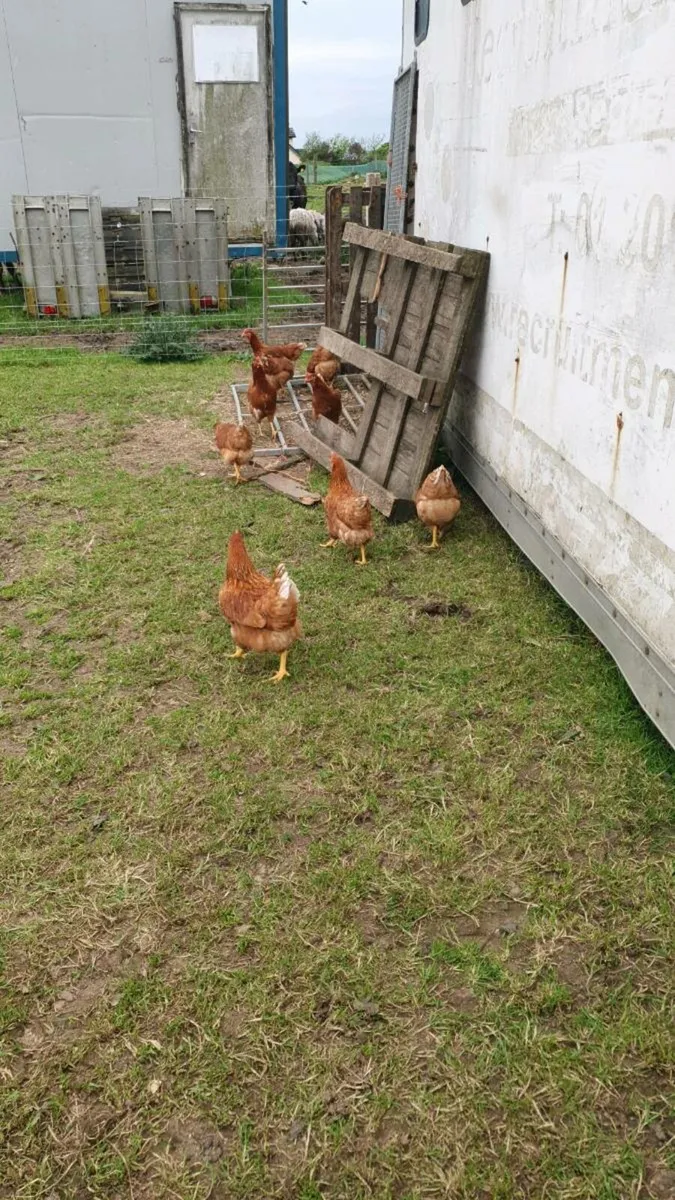 Pol hens ready to start  laying 🐣 - Image 1