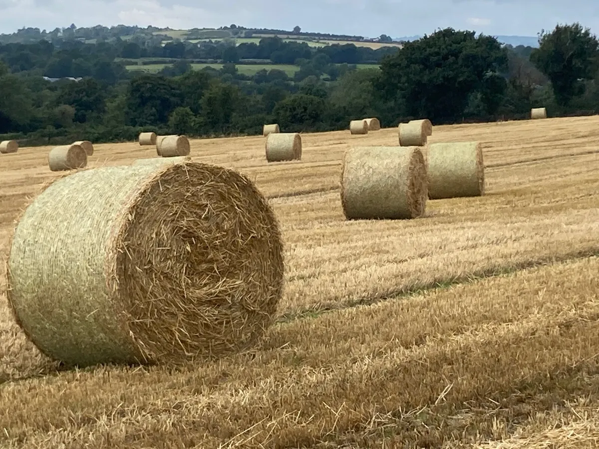 Round Bales of Spring Barley Straw - Image 2